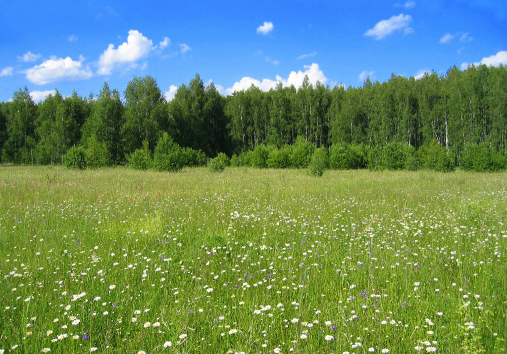 Green meadow, forest and bright blue sky with white clouds